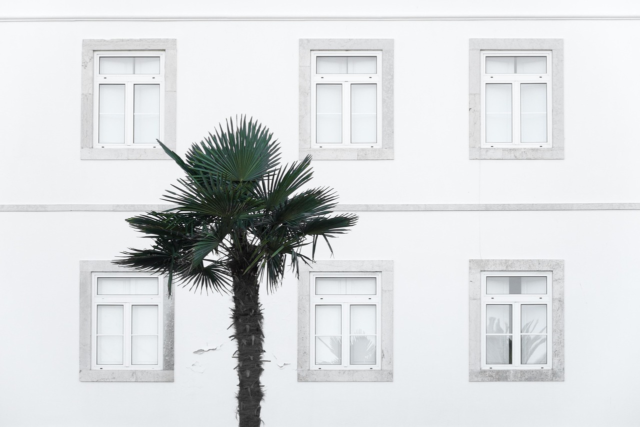 windows, building, palm tree, house, facade, architecture, wall, old windows, old building, palm tree, palm tree, palm tree, palm tree, palm tree, house, wall